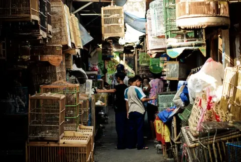 Pasar Satwa dan Tanaman Hias Yogyakarta